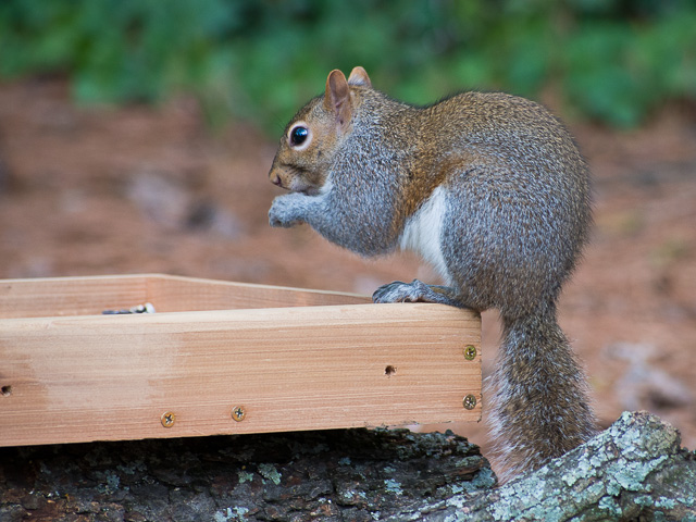 squirrel at a bird feeder