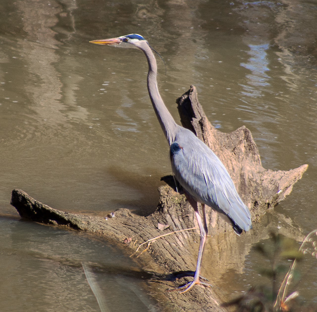 Great Blue Heron on a log in a stream